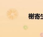 榭寄生圣誕節(jié)（榭寄生）