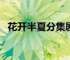 花開半夏分集劇情介紹（花開半夏啥意思）