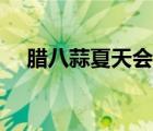 臘八蒜夏天會綠嗎（臘八蒜夏天能做嗎）