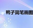 鴨子簡(jiǎn)筆畫(huà)圖片彩色（鴨子簡(jiǎn)筆畫(huà)圖片）