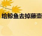 給鯨魚去掉藤壺視頻（給鯨魚去掉藤壺視頻）
