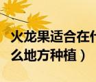 火龍果適合在什么地方生長（火龍果適合在什么地方種植）