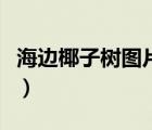 海邊椰子樹圖片壁紙（海邊椰子樹圖片簡(jiǎn)筆畫）