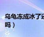 烏龜凍成冰了還能活嗎（烏龜凍成冰塊還能活嗎）