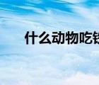 什么動物吃鐵線蟲（什么動物吃蟑螂）