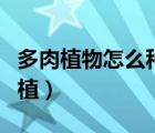 多肉植物怎么種植步驟圖解（多肉植物怎么種植）