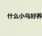 什么小鳥好養(yǎng)又漂亮（什么小鳥填動(dòng)詞）