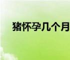 豬懷孕幾個(gè)月顯懷（豬懷孕幾個(gè)月生產(chǎn)）