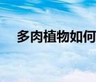 多肉植物如何種植（多肉植物如何種植）