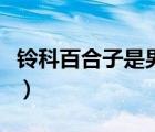 鈴科百合子是男是女嗎（鈴科百合子是什么梗）