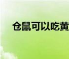 倉(cāng)鼠可以吃黃瓜嗎（倉(cāng)鼠可以吃黃瓜嗎）