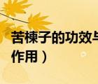 苦楝子的功效與作用及別名（苦楝子的功效與作用）