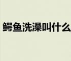 鱷魚洗澡叫什么名字（鱷魚洗澡叫什么游戲）