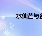 水仙芒與金煌芒的區(qū)別（水仙芒）