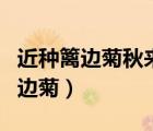 近種籬邊菊秋來未著花的意思是什么（近種籬邊菊）