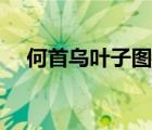 何首烏葉子圖片欣賞（何首烏葉子圖片）