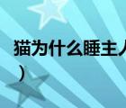 貓為什么睡主人腳邊（貓為什么睡主人頭旁邊）