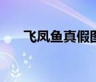 飛鳳魚真假圖片對比（飛鳳魚吃什么）