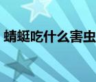蜻蜓吃什么害蟲保護(hù)什么（蜻蜓吃什么害蟲）
