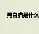 黑白貓是什么種類（黑白貓是什么品種）