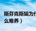 斯芬克斯貓為什么叫比魯斯（斯芬克斯貓為什么難養(yǎng)）