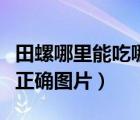 田螺哪里能吃哪里不能吃的圖片（田螺吃哪里正確圖片）