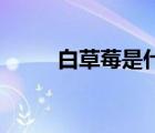 白草莓是什么品種（bcm是什么）