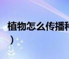植物怎么傳播種子的兒歌（植物怎么傳播種子）