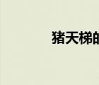 豬天梯的做法王剛（豬天梯）