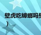壁虎吃蟑螂嗎壁虎吃什么食物（壁虎吃蟑螂嗎）