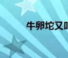 牛卵坨又叫什么（牛卵坨的功效）