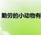 勤勞的小動物有哪些（勤勞的小動物有哪些）