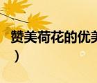 贊美荷花的優(yōu)美句子一年級(jí)（贊美荷花的古詩(shī)）