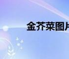 金芥菜圖片和吃法（金芥菜圖片）