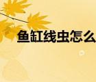 魚缸線蟲怎么處理（魚缸線蟲怎么殺死）