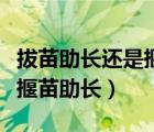 拔苗助長還是揠苗助長人教版（拔苗助長還是揠苗助長）