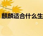 麒麟適合什么生肖（麒麟適合什么生肖人紋）