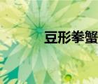豆形拳蟹可以吃嗎（豆形拳蟹）