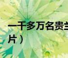 一千多萬名貴蘭花圖片（一千多萬名貴蘭花圖片）