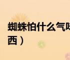 蜘蛛怕什么氣味和東西（蜘蛛怕什么氣味和東西）