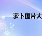 蘿卜圖片大全大圖（蘿卜圖片大全）