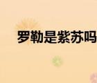羅勒是紫蘇嗎（羅勒葉在中國叫紫蘇嗎）
