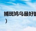 捕斑鳩鳥最好的方法是（捕斑鳩鳥最好的方法）