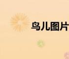 鳥兒圖片簡筆畫（鳥兒簡筆畫）