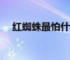 紅蜘蛛最怕什么氣味（紅蜘蛛最怕什么）