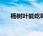 楊樹葉能吃嗎有毒嗎（楊樹葉能吃嗎）
