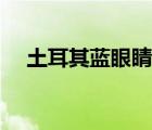 土耳其藍(lán)眼睛圖片大全（土耳其藍(lán)眼睛）