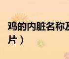 雞的內臟名稱及圖片大全（雞的內臟名稱及圖片）