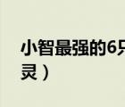 小智最強的6只精靈視頻（小智最強的6只精靈）