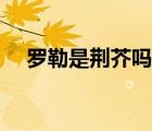 羅勒是荊芥嗎（荊菜和羅勒有什么區(qū)別）